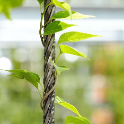 Jakob-Rope-Systems-GreenSolutions (27)